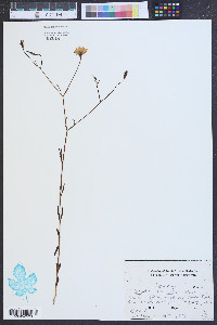 Sabatia stellaris image