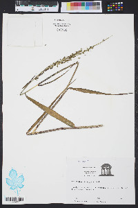 Sacciolepis striata image