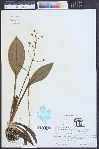 Sagittaria graminea var. weatherbiana image