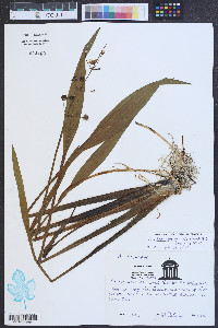 Sagittaria graminea var. weatherbiana image