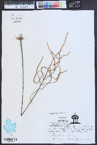 Salicornia europaea image