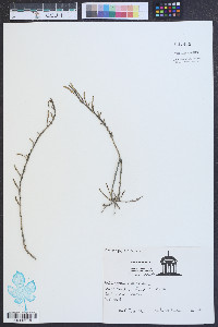 Salicornia virginica image