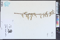 Salix caroliniana image