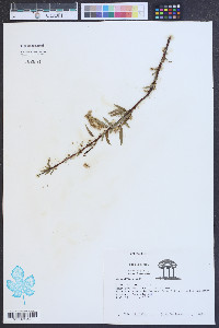 Salix caroliniana image