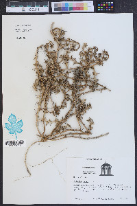 Salsola kali image