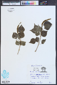 Sapium sebiferum image