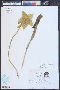 Sarracenia flava image