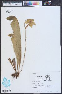Sarracenia minor image