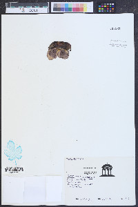 Sarracenia purpurea image