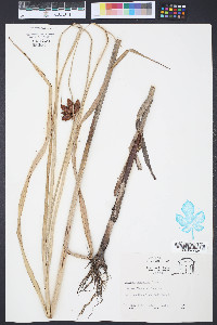 Bolboschoenus robustus image