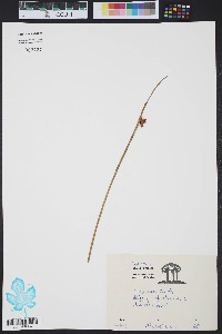 Bolboschoenus robustus image