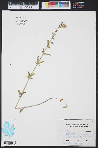Scutellaria elliptica image