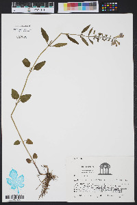 Scutellaria integrifolia var. integrifolia image