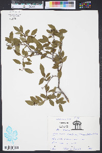 Sebastiania ligustrina image