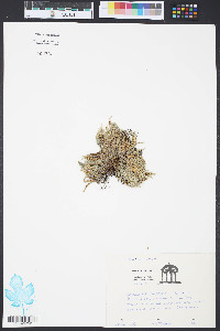 Selaginella arenicola image