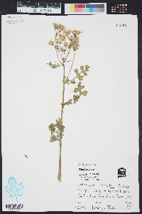 Packera anonyma image