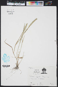 Pennisetum glaucum image