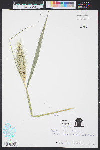 Setaria magna image