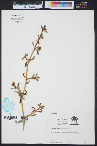 Sesuvium portulacastrum image