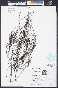 Seymeria cassioides image