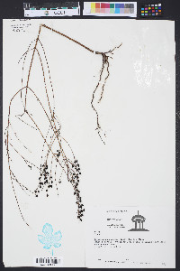 Seymeria cassioides image
