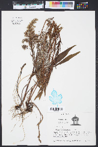 Solidago sempervirens image