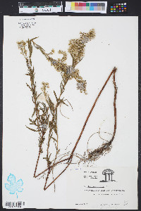 Solidago sempervirens image