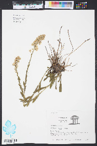 Solidago stricta image