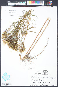 Solidago microcephala image