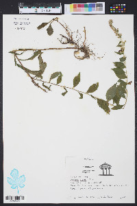 Solidago erecta image