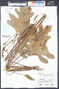 Silphium compositum image