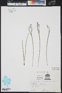 Sisyrinchium atlanticum image
