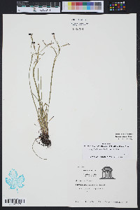 Sisyrinchium atlanticum image