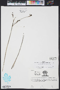 Sisyrinchium fuscatum image