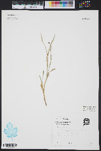 Sisyrinchium rosulatum image