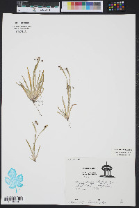 Sisyrinchium rosulatum image