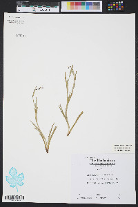 Sisyrinchium rosulatum image