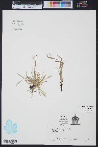 Sisyrinchium rosulatum image