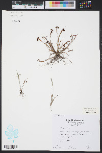 Sisyrinchium rosulatum image