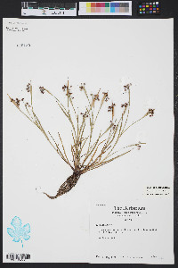 Sisyrinchium rosulatum image