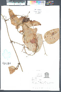Smilax walteri image