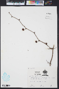 Smilax walteri image