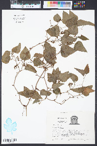 Smilax walteri image