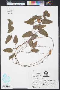 Smilax pumila image
