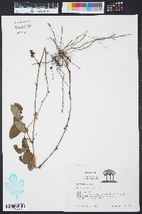 Smilax pumila image