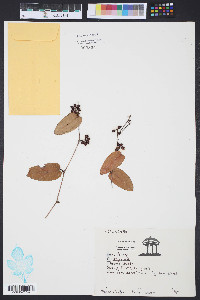 Smilax pumila image