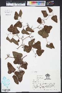 Smilax bona-nox image