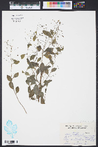 Solanum nigrum image