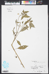 Solanum americanum image