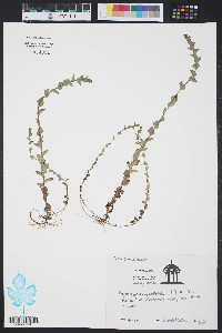 Triodanis perfoliata var. perfoliata image